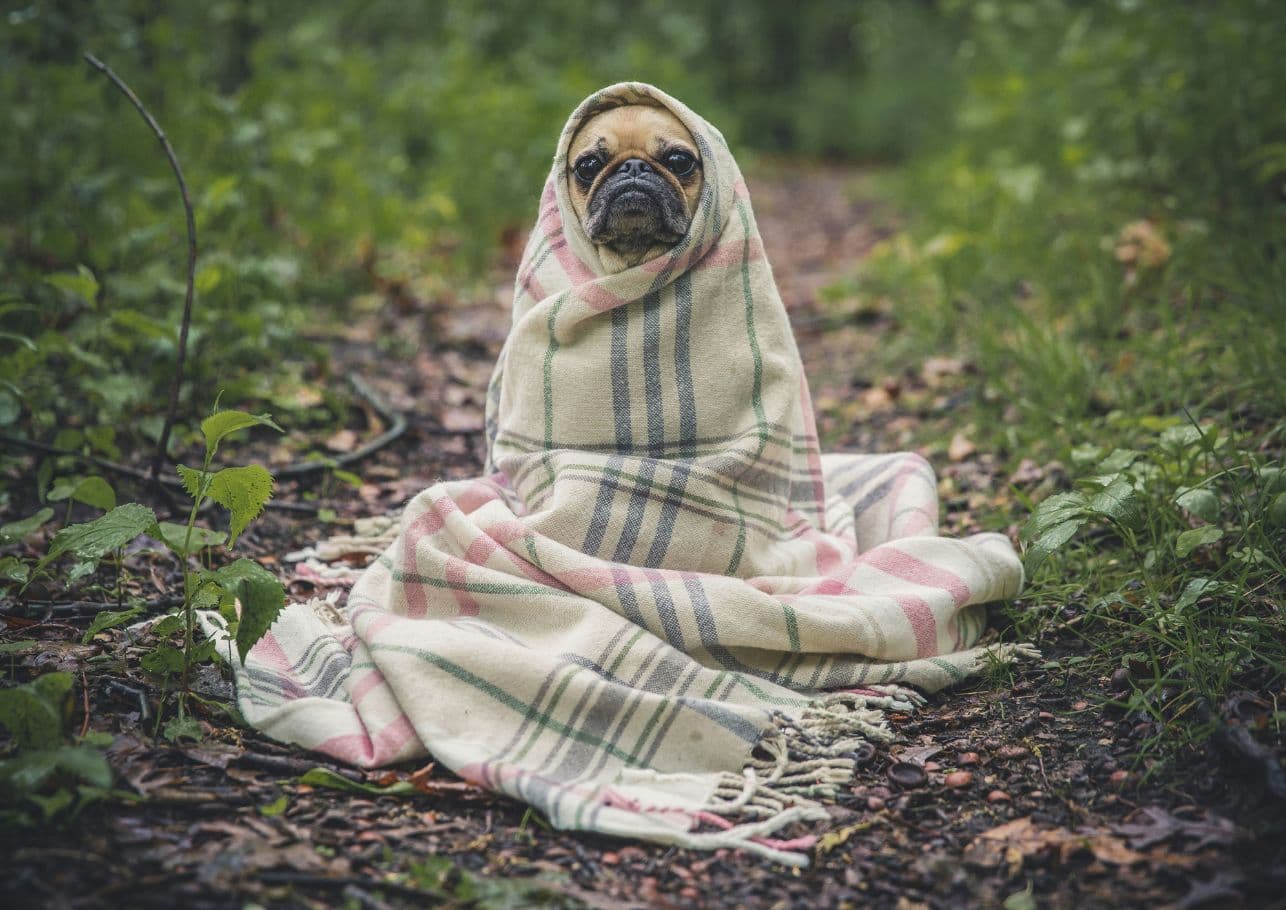 Erkältung beim Hund: Wenn die kalte Schnauze trieft