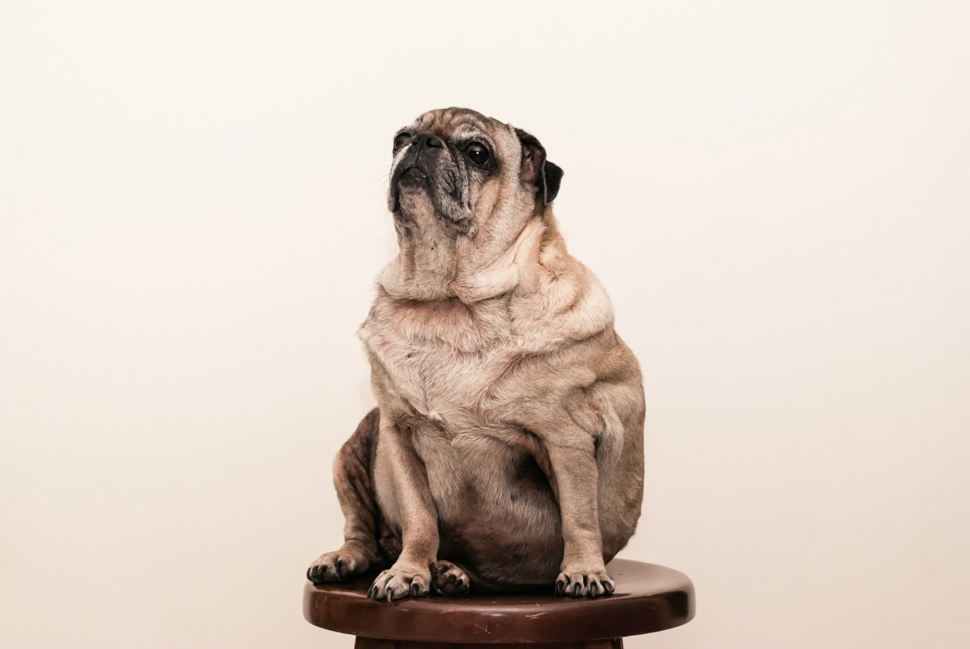 Lipom beim Hund erkennen: Gutartige Fettgeschwulst oder gefährlich?