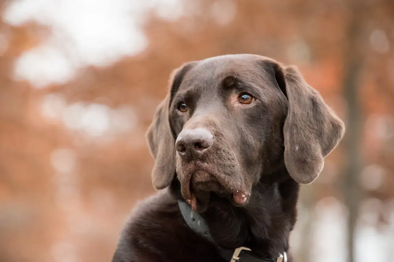 Sodbrennen beim Hund: Symptome erkennen und Magenübersäuerung behandeln