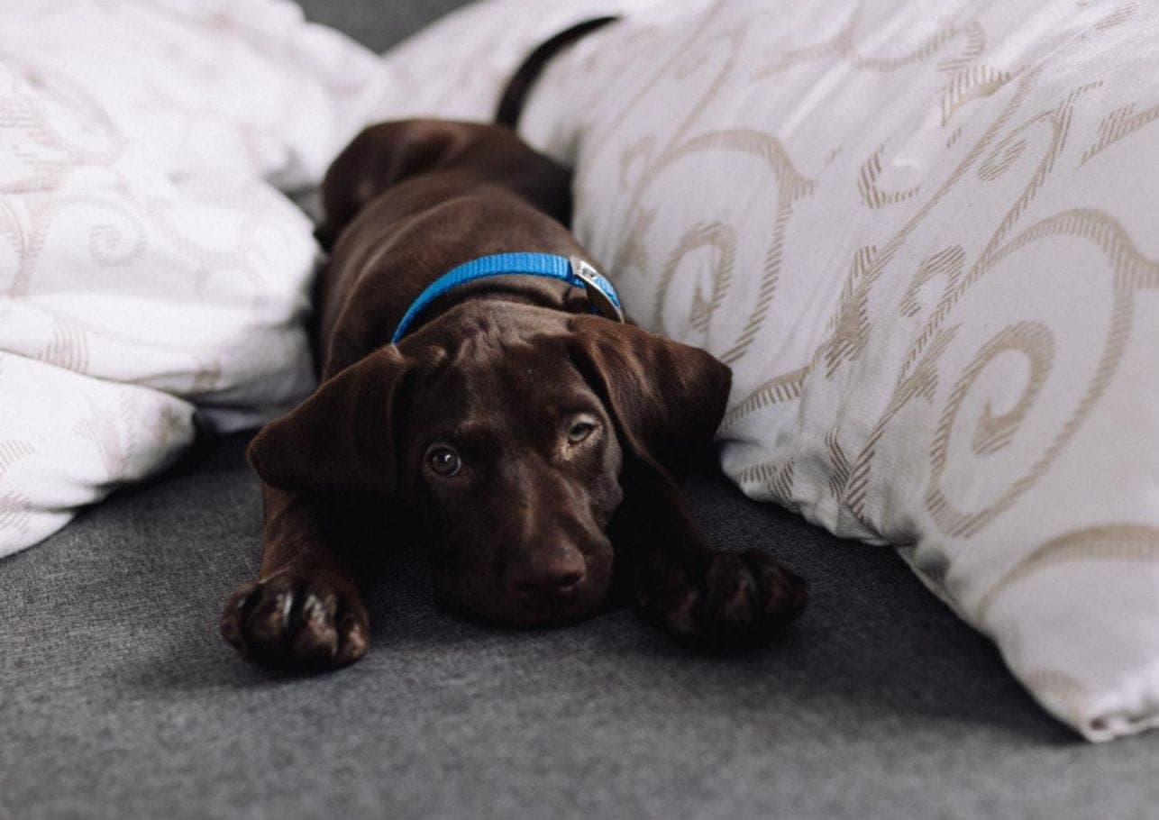 Mein Hund frisst nicht und schläft viel – Was steckt dahinter?