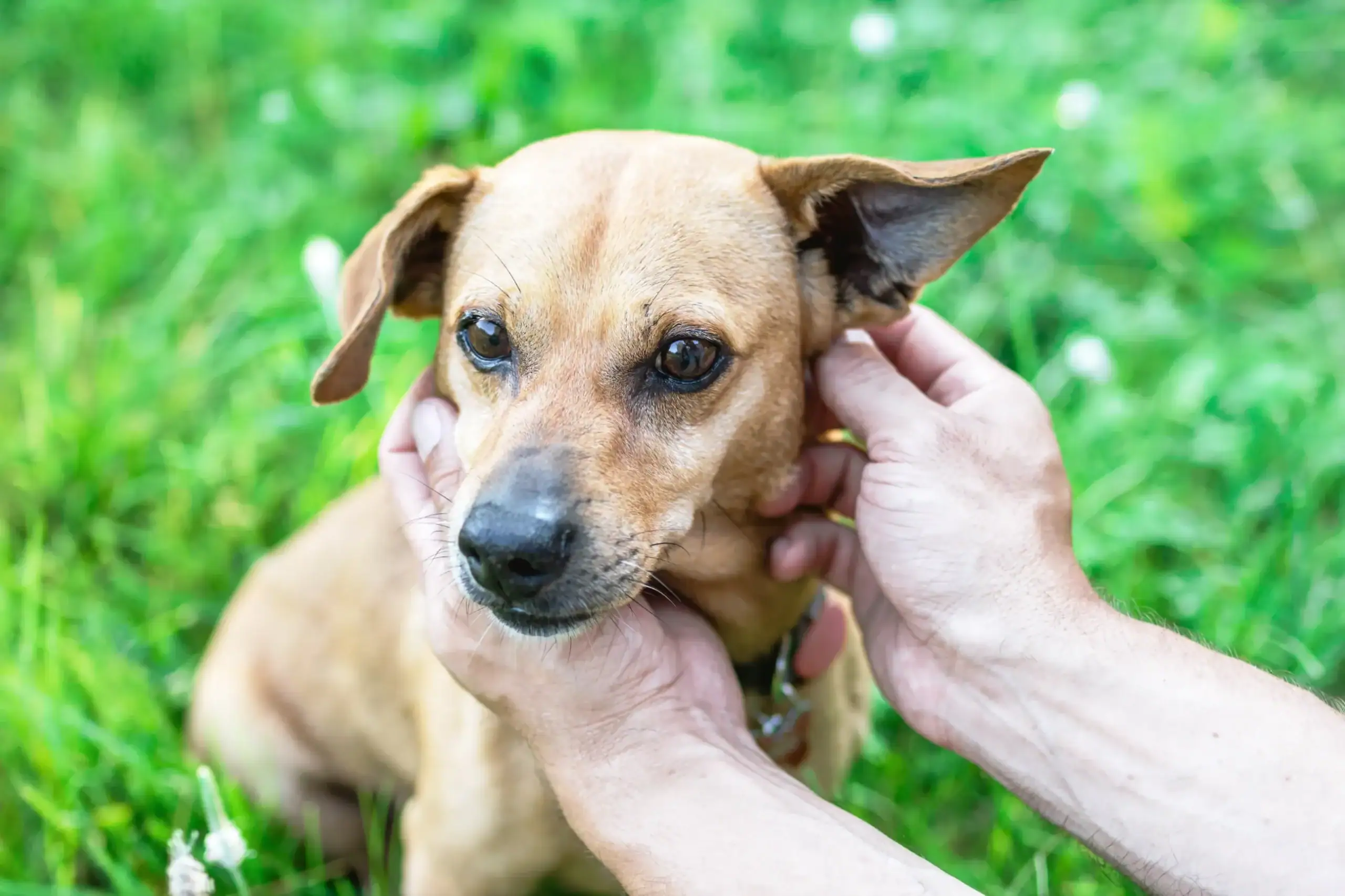 Blutohr beim Hund: Ursachen, Behandlung und Tipps zur Vorbeugung