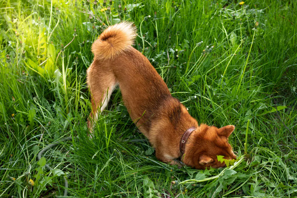 Warum fressen Hunde Kot? Ursachen und Lösungen für Kotfressen