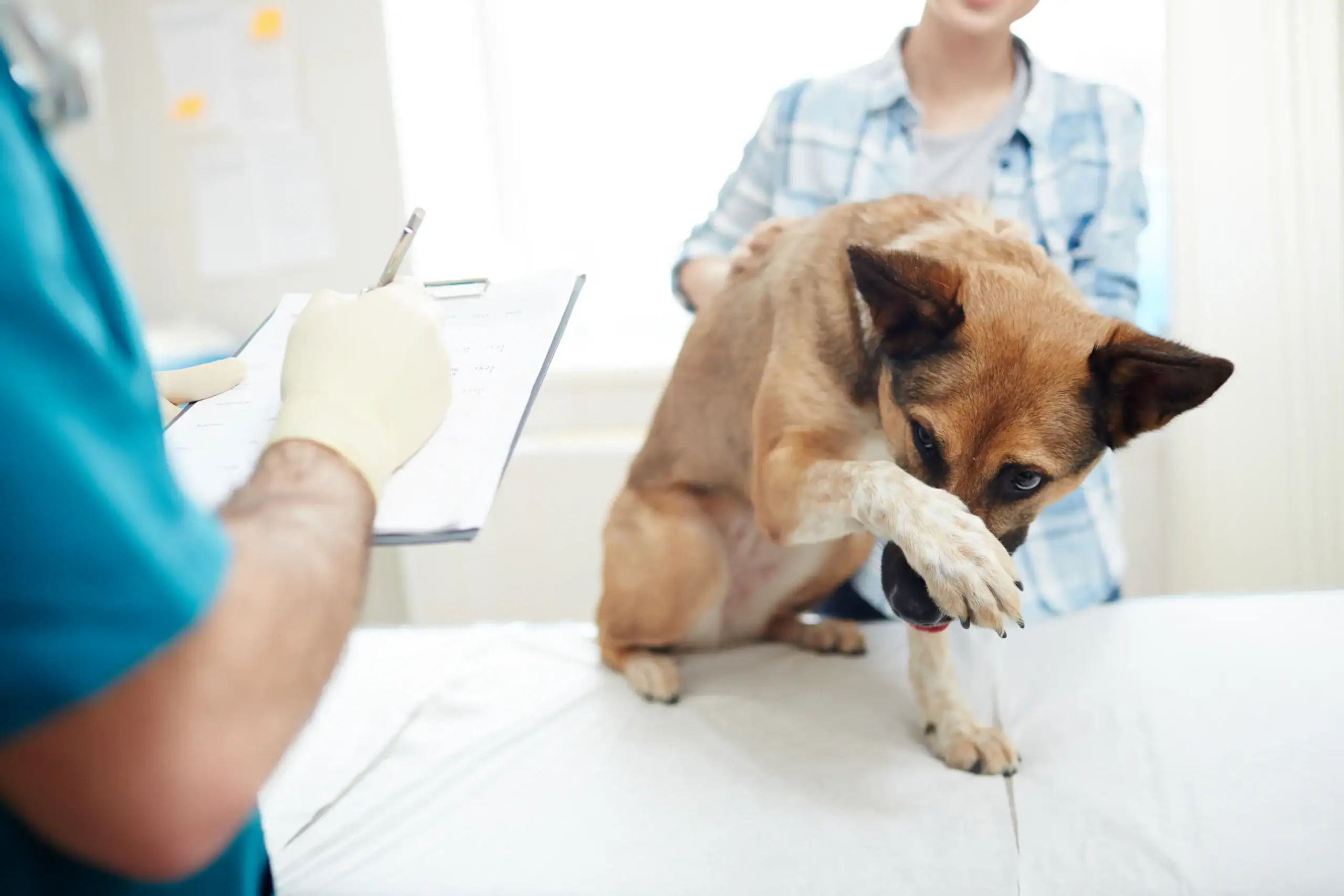 Hund hustet und würgt: Ursachen und Behandlung beim Hund erklärt