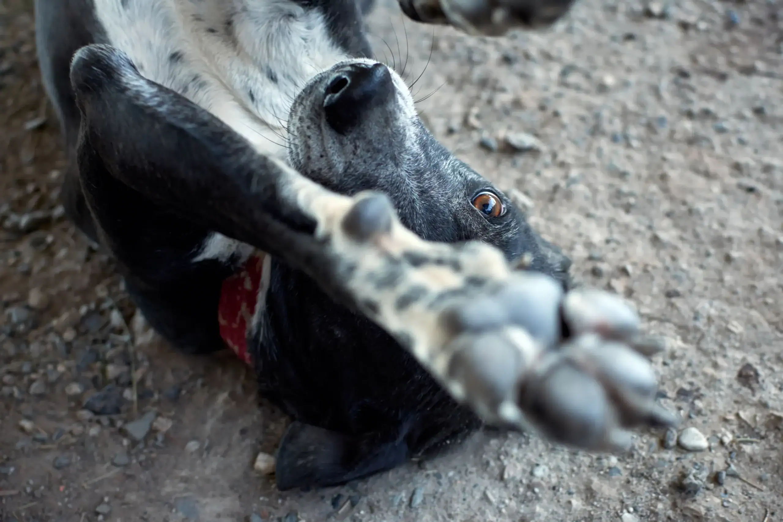 Häufiges Kratzen: Juckreiz beim Hund und wann der Tierarzt helfen sollte