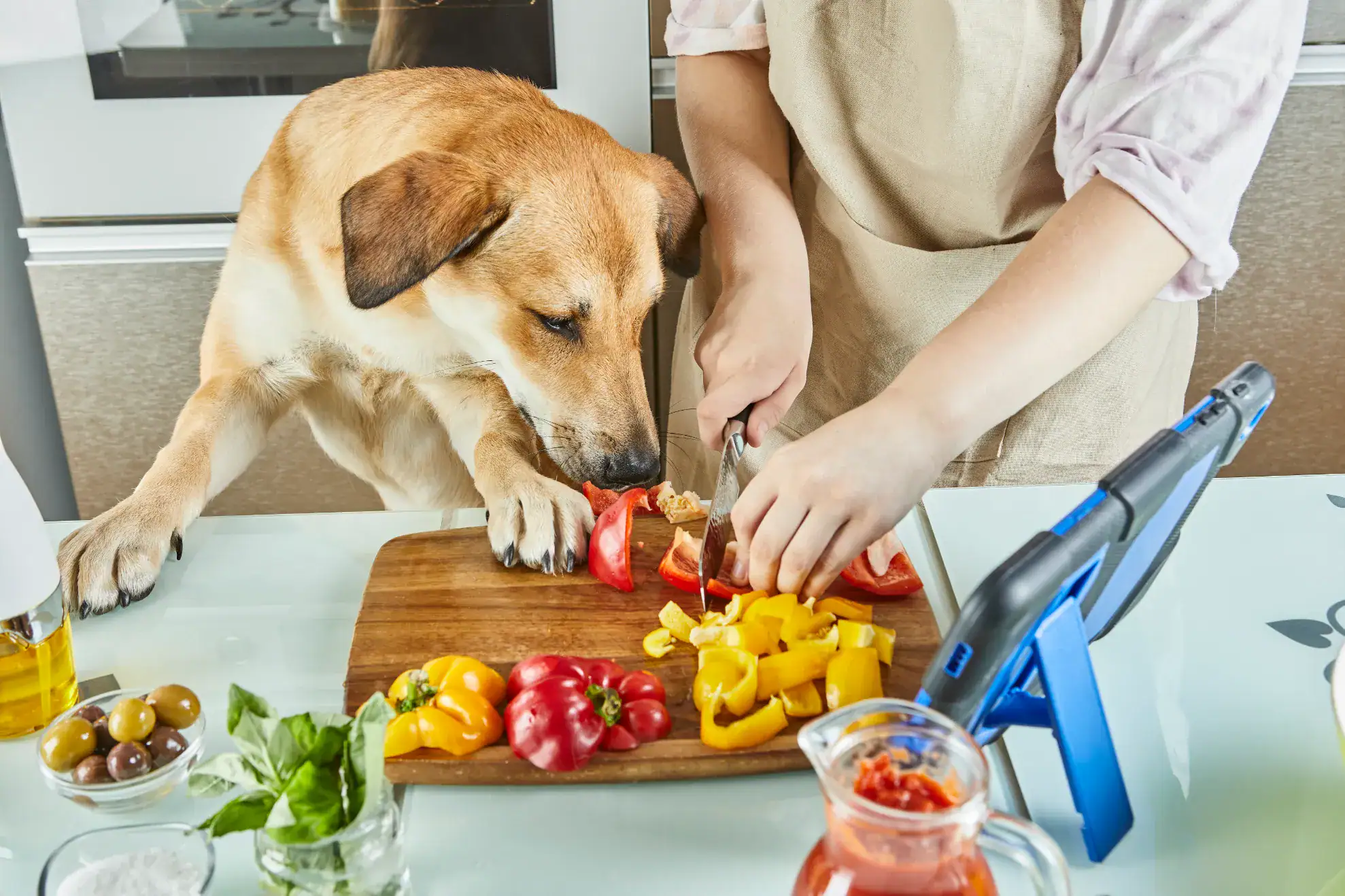 Schonkost für Hunde: Schnelle Hilfe bei Durchfall