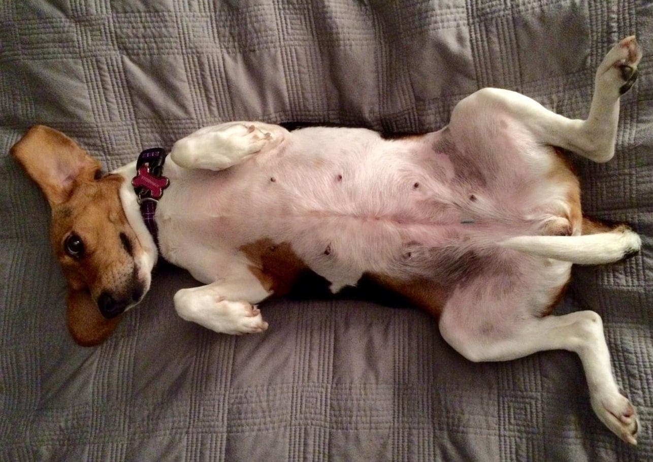Bauchspeicheldrüsenentzündung beim Hund – So bringst du den Bauch wieder in Balance