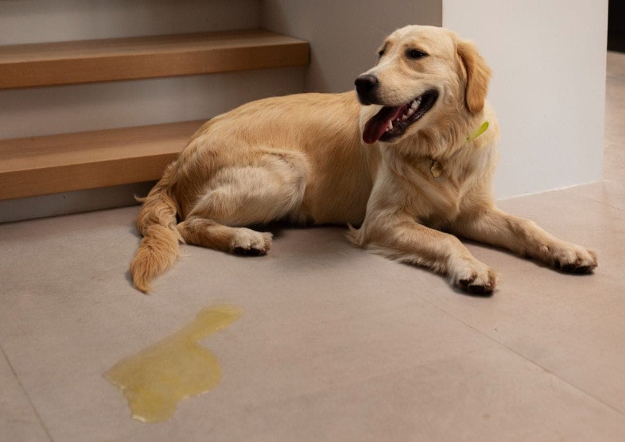 Blasenentzündung beim Hund: Ursachen & Behandlung