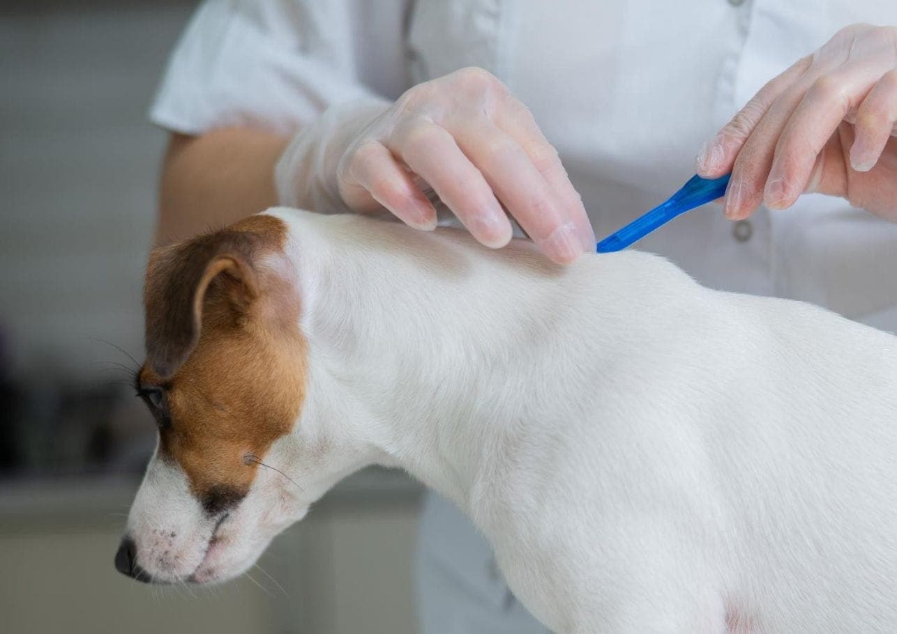 Tierärztin Dr. Jana im Interview: „Eine Versicherung für junge Hunde ist absolut sinnvoll“