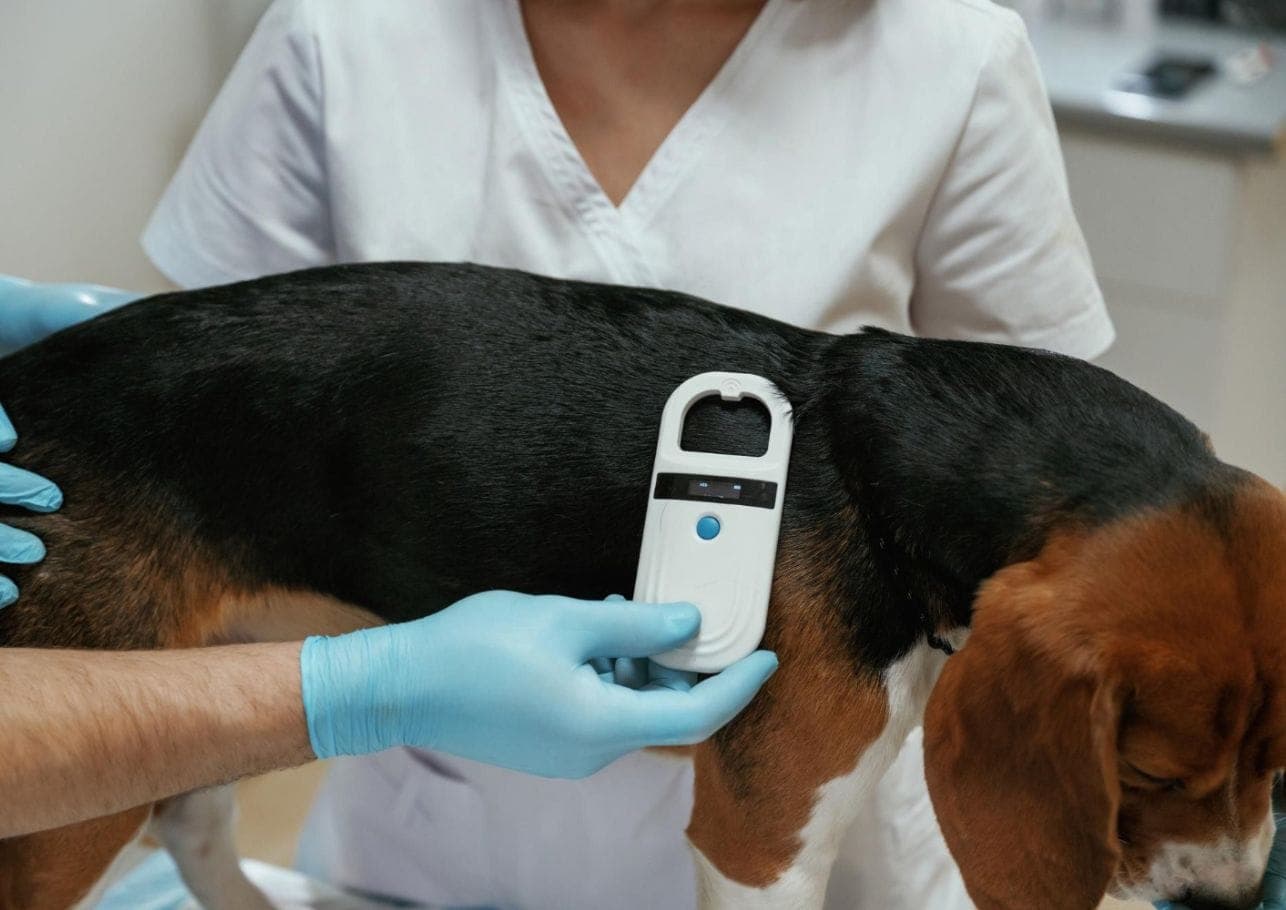 Hund chippen: Mit diesen Kosten kannst du rechnen