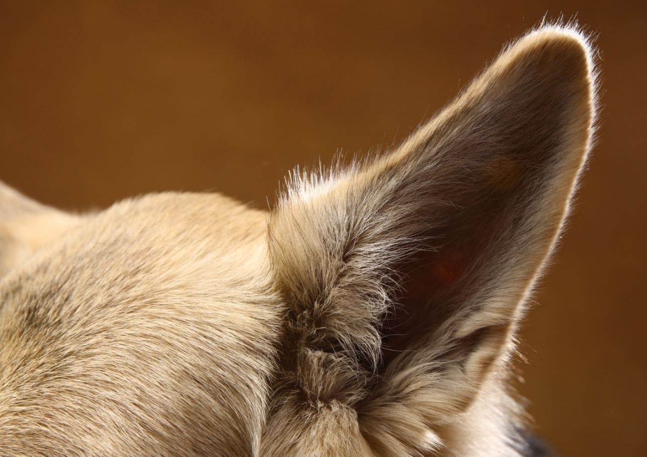 Hund hat heiße Ohren – harmlos oder heißes Problem?