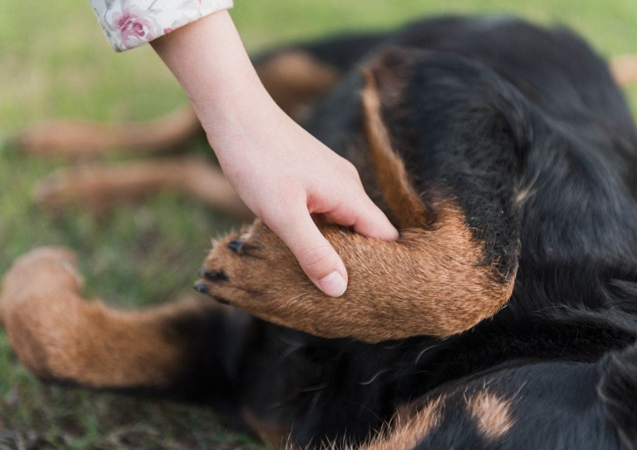 Mein Hund humpelt plötzlich – Was kann ich tun?