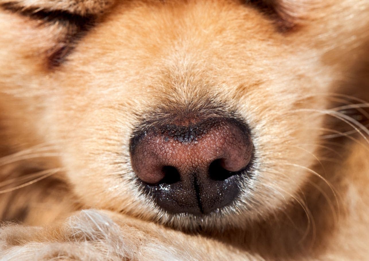Warme Nase beim Hund: Normal oder Grund zur Sorge?