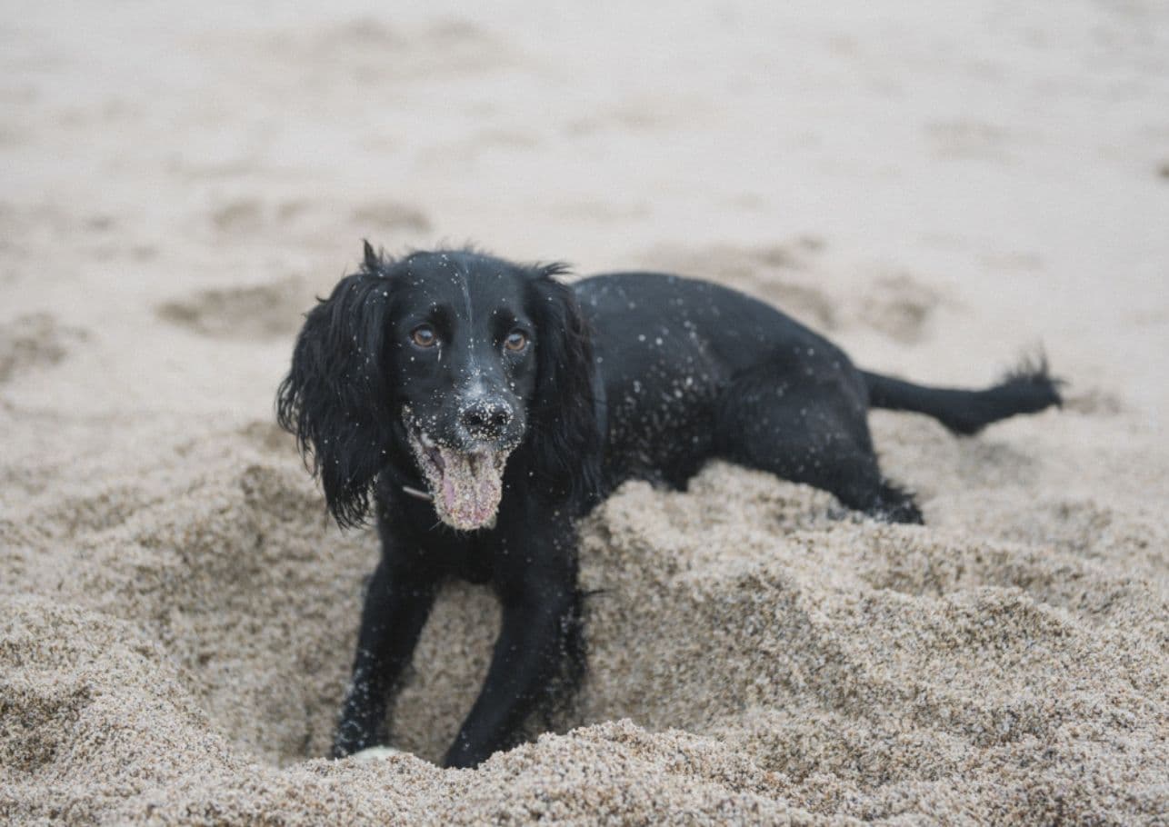 Sandmücken beim Hund – Wenn der Urlaub zur Mückenparty wird