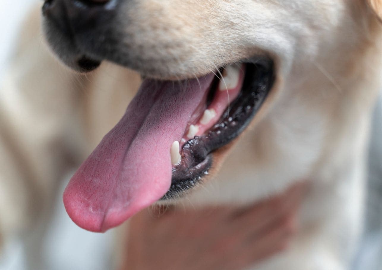 Zahn um Zahn – Die Reihenfolge beim Hunde-Zahnwechsel