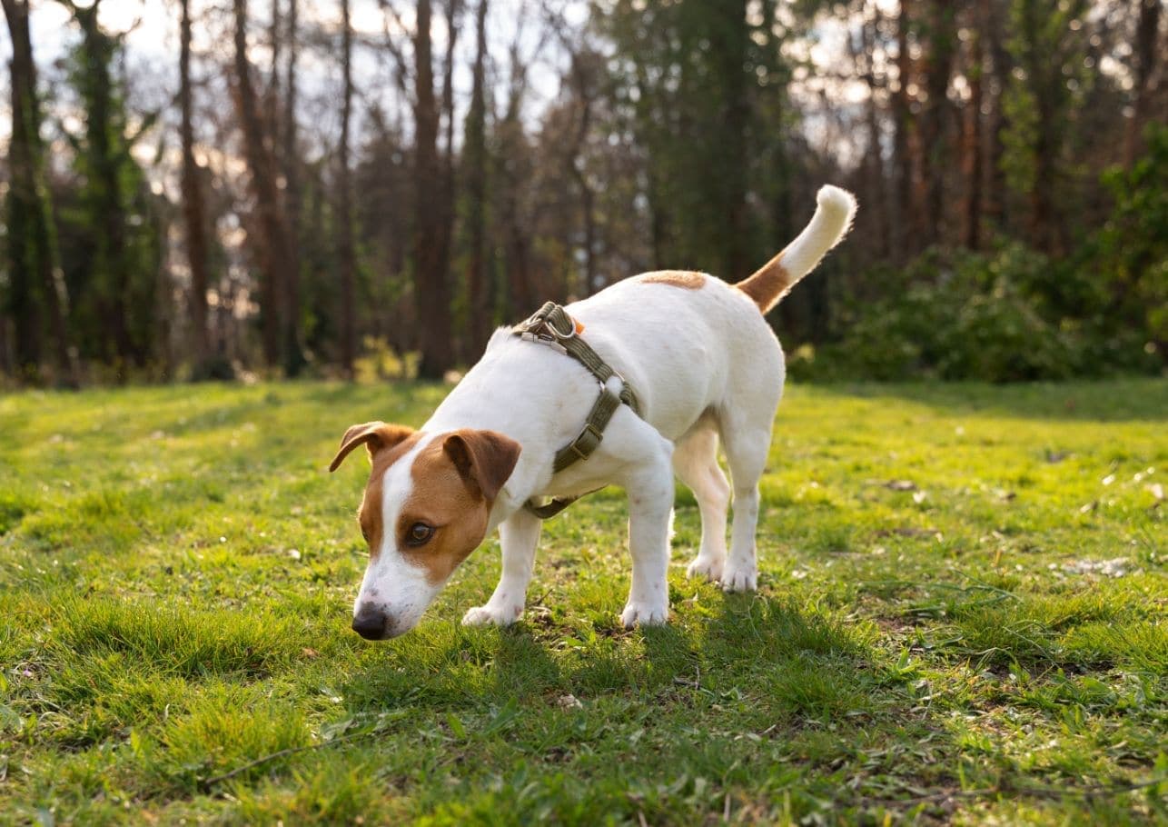Was kann man gegen Grasmilben beim Hund tun?