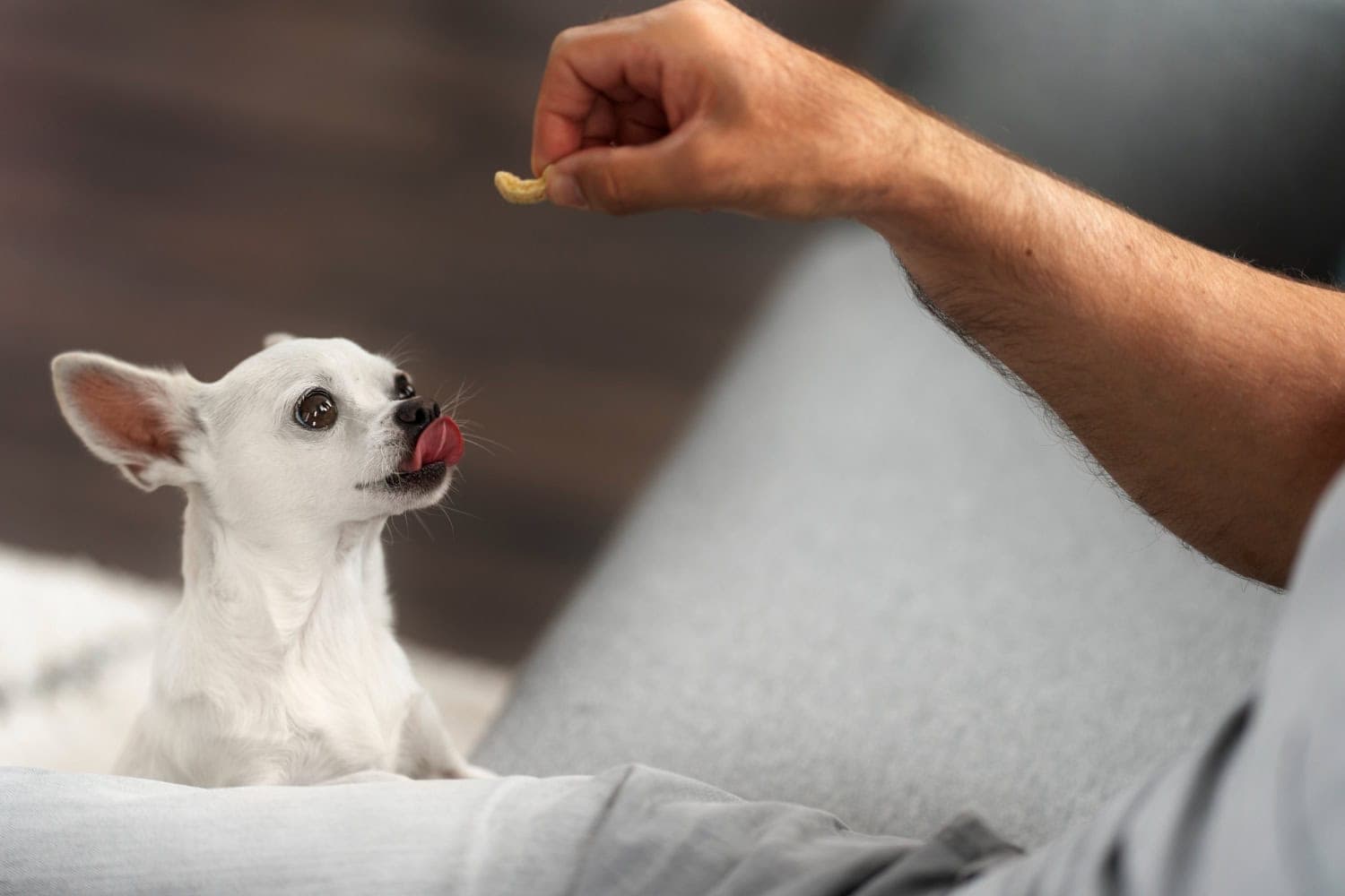Vorsicht Knabberalarm – Dürfen Hunde Pistazien essen?