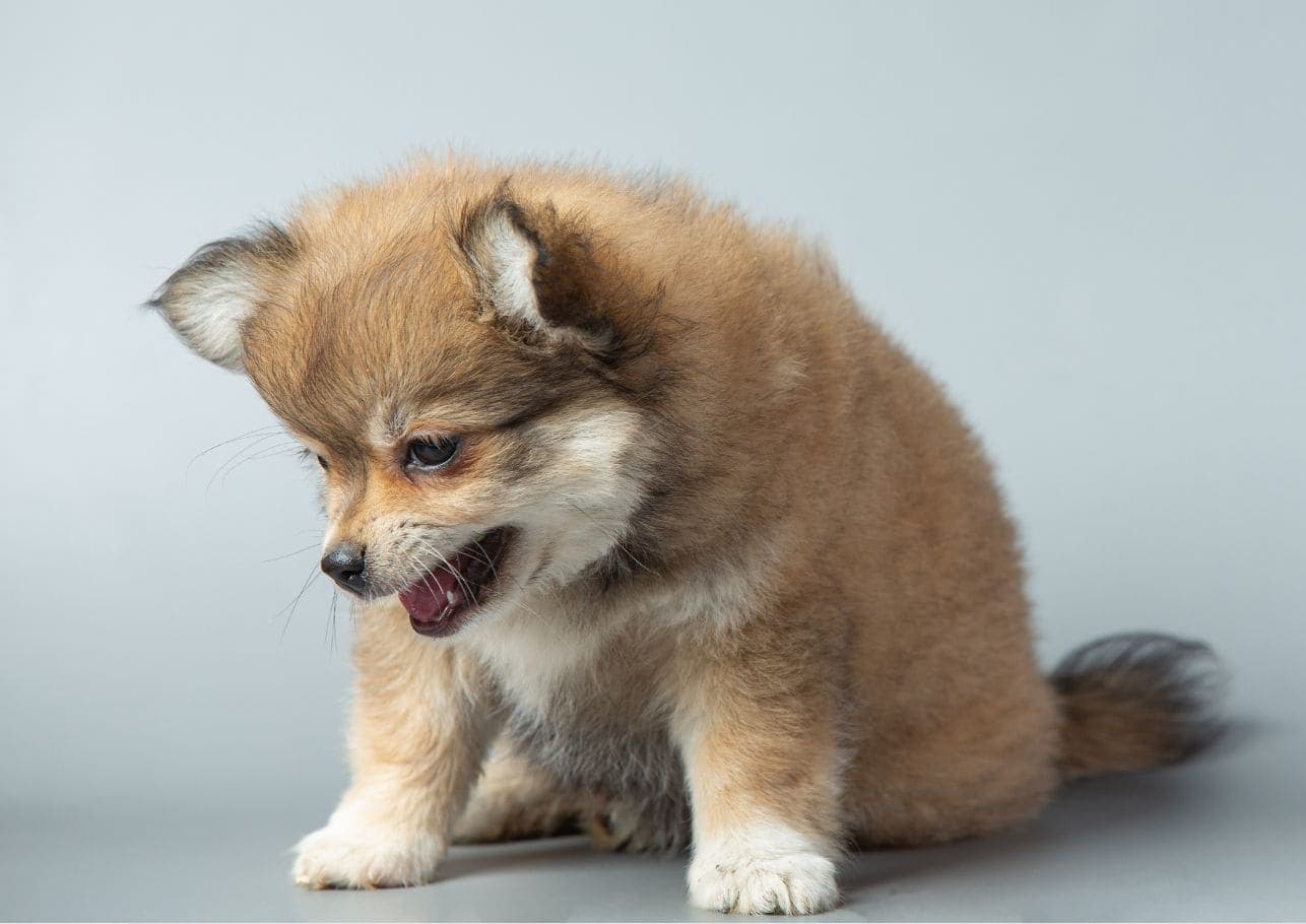 Schluckauf beim Hund: Warum er hickst und was du tun kannst