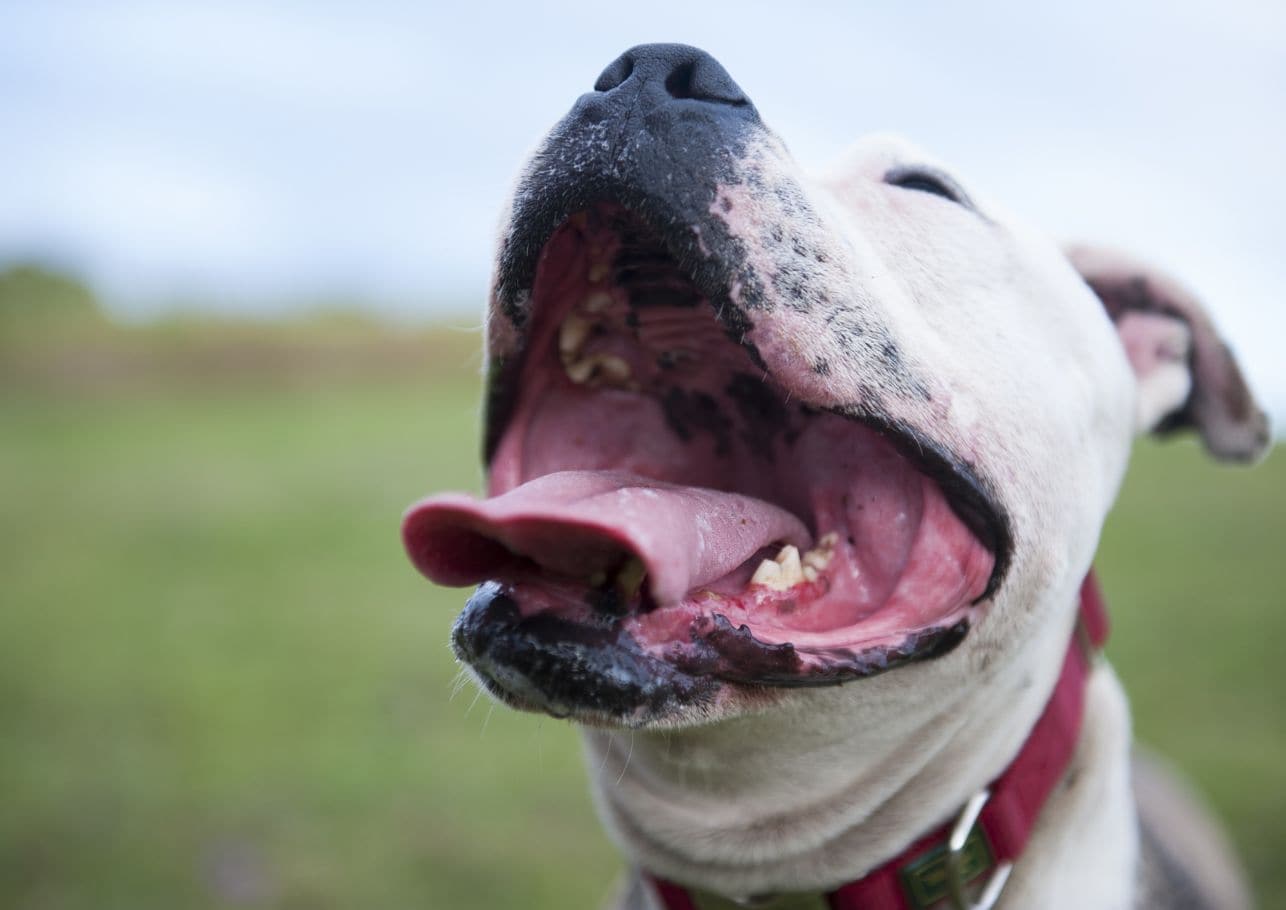 Hund von Biene gestochen? So erkennst und behandelst du den Stich