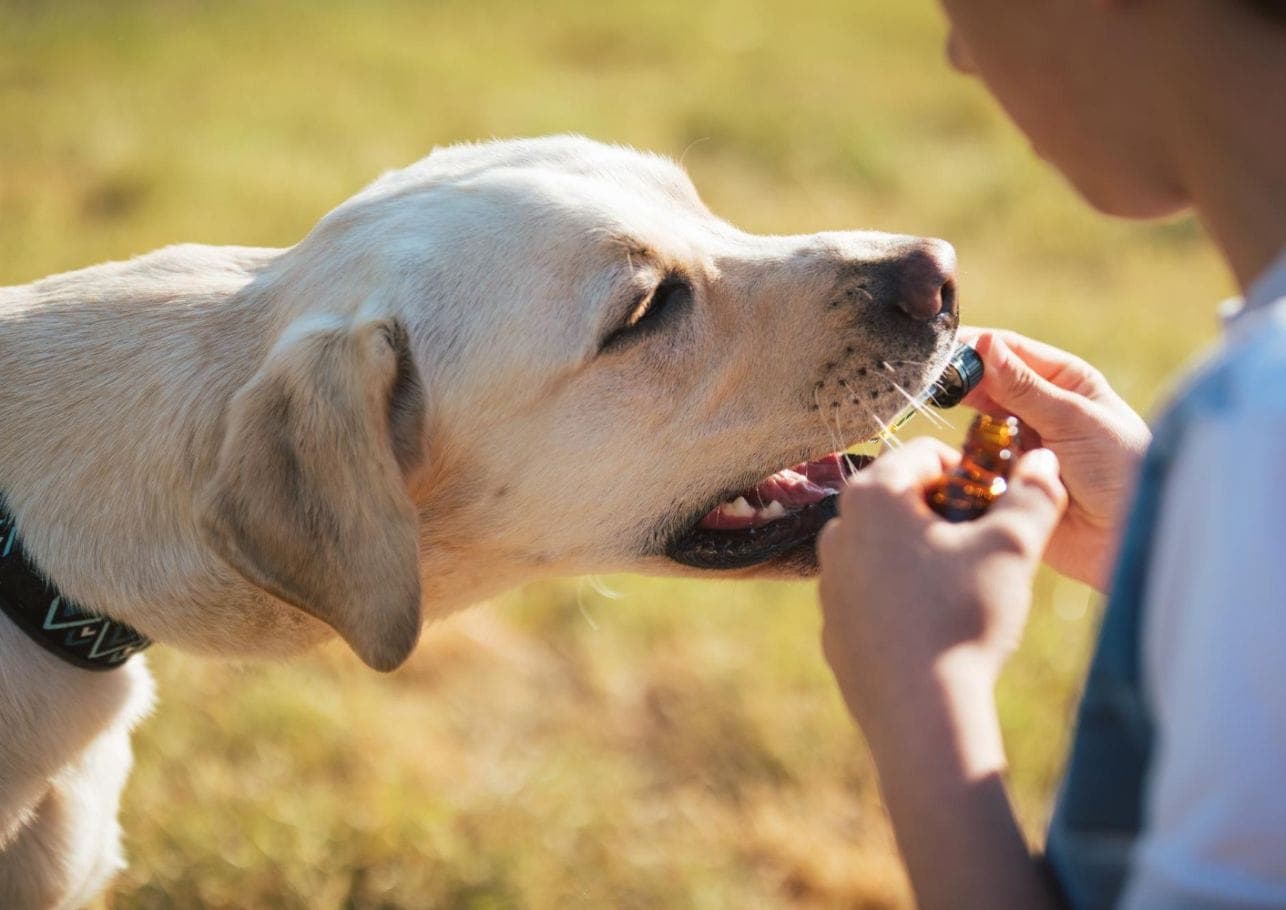 Novaminsulfon Hund: Wirkung, Dosierung & Risiken