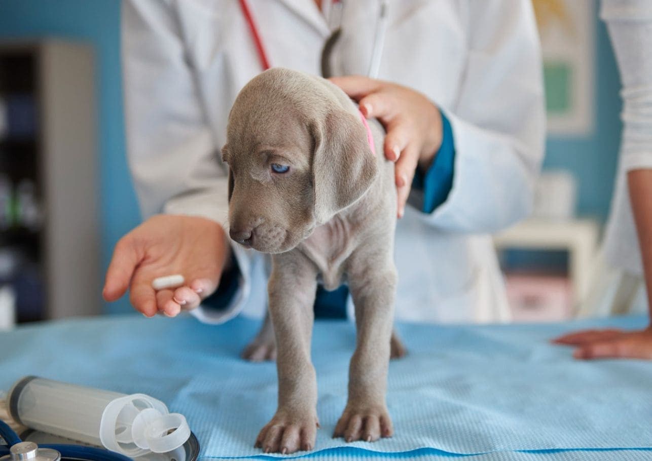Prednisolon für Hunde: Morgens oder abends geben?