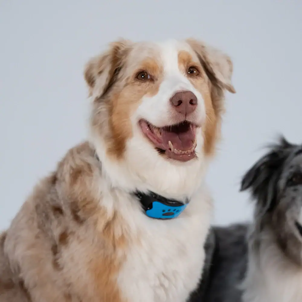 Anti-Bell Halsband: Sanfte Lösung gegen nerviges Hundegebell