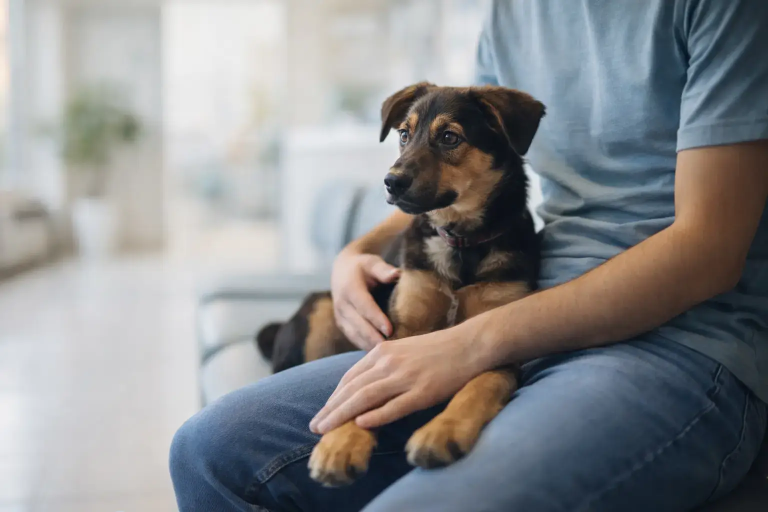 Hundekrankenversicherung ohne Wartezeit: Dein Sofortschutz für den Ernstfall