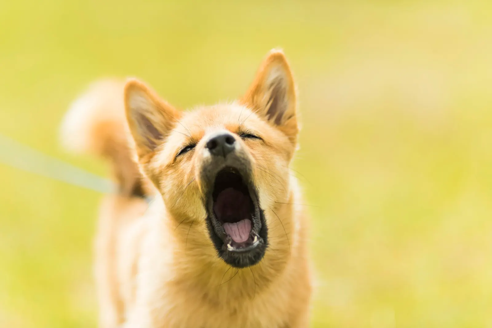 Hund mit weit geöffnetem Maul und geschlossenen Augen auf einer sommerlichen Wiese