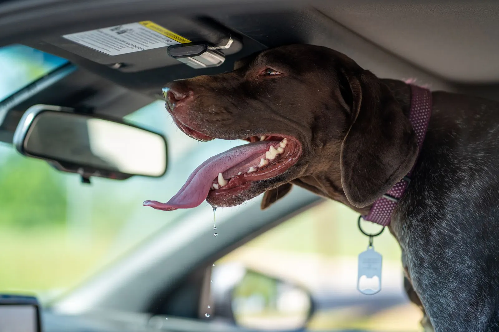 Deutsch-Kurzhaar-Hund im Auto hechelt mit heraushängender Zunge, von der Speichel in Tropfen herunterläuft