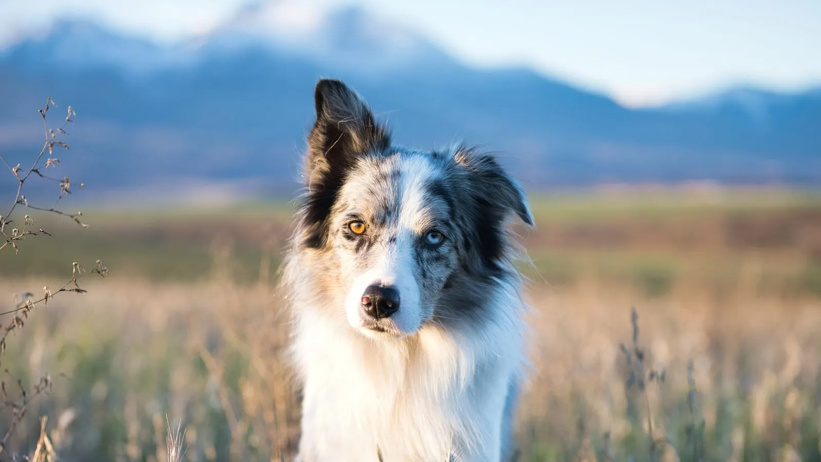 Aufmerksamer Border Collie auf einer Wiese, Ohren aufgestellt, Blick konzentriert auf seinen Menschen