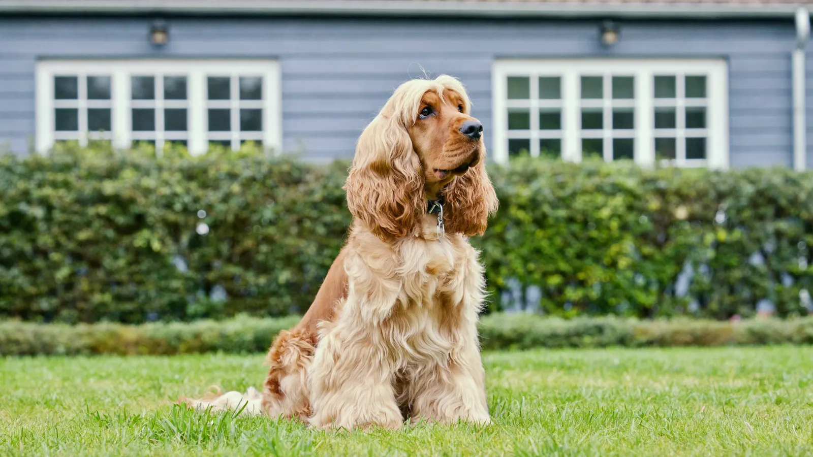 Englischer Cocker Spaniel mit langen Schlappohren sitzt aufmerksam auf einer Wiese in Deutschland