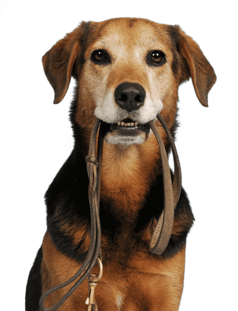 Großer Hund mit einem Halsband zwischen den Zähnen - Best Hundekranken­ver­sicherung Für Deinen Liebling!