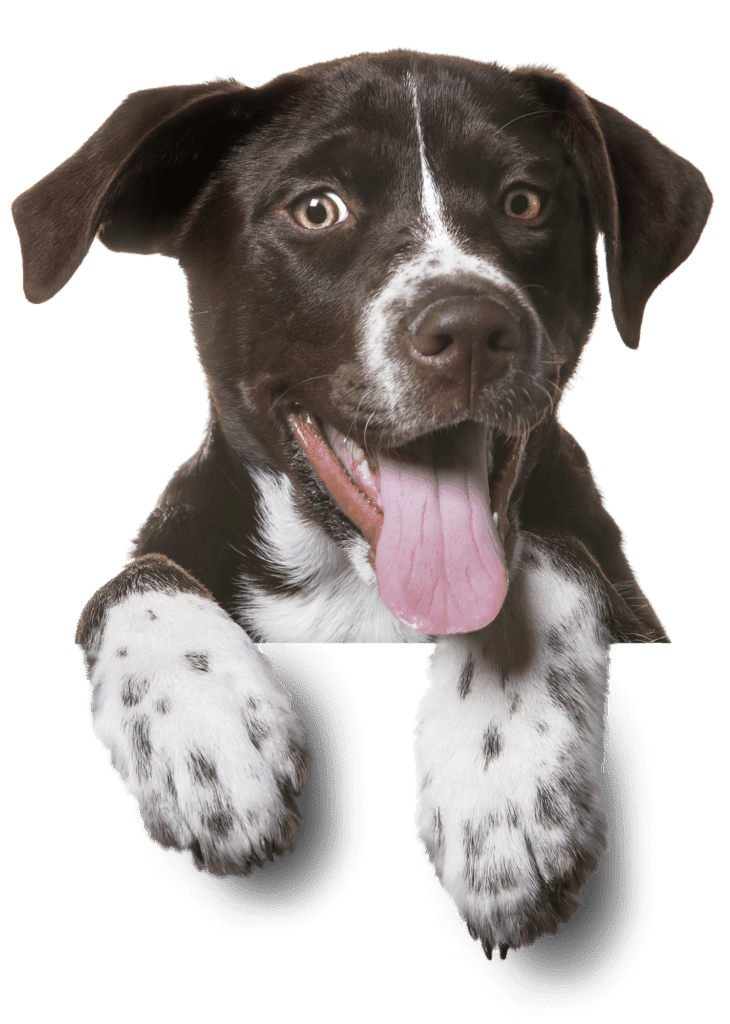 Hund mit ausgestreckter Zunge - Hundekranken­ver­sicherung von dogcare24