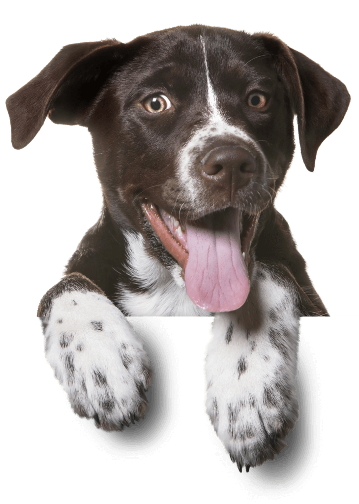 Hund mit ausgestreckter Zunge - Hundekranken­ver­sicherung von dogcare24