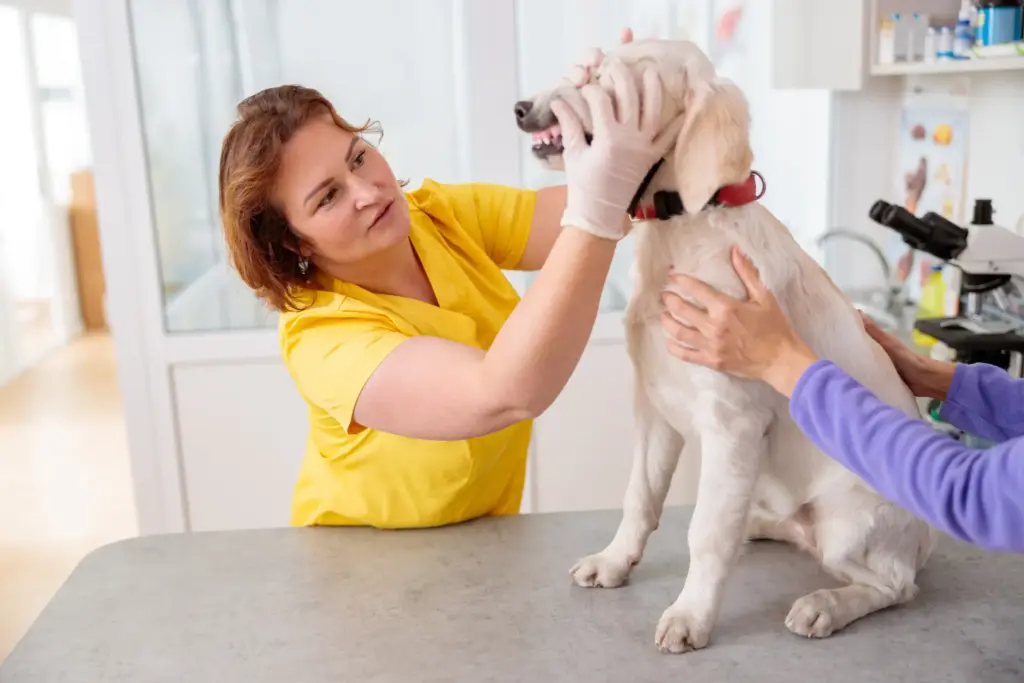 Zum Tierarzt gehen nach erbrechen vom Hund