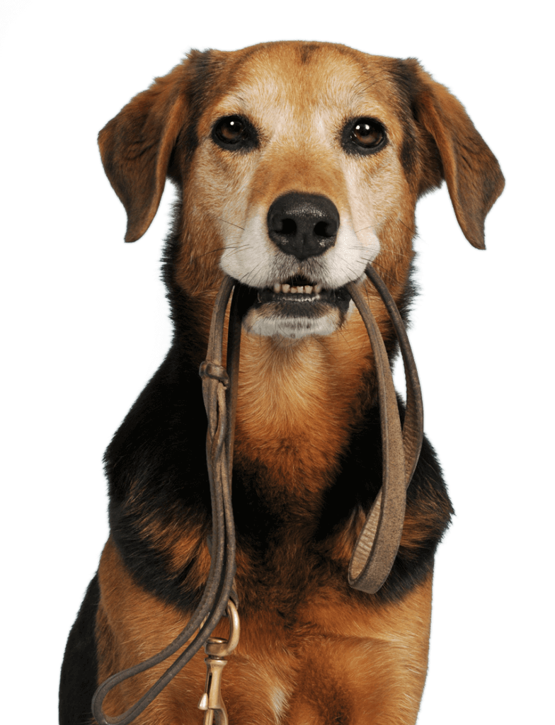 Großer Hund mit einem Halsband zwischen den Zähnen - Best Hundekranken­ver­sicherung Für Deinen Liebling!