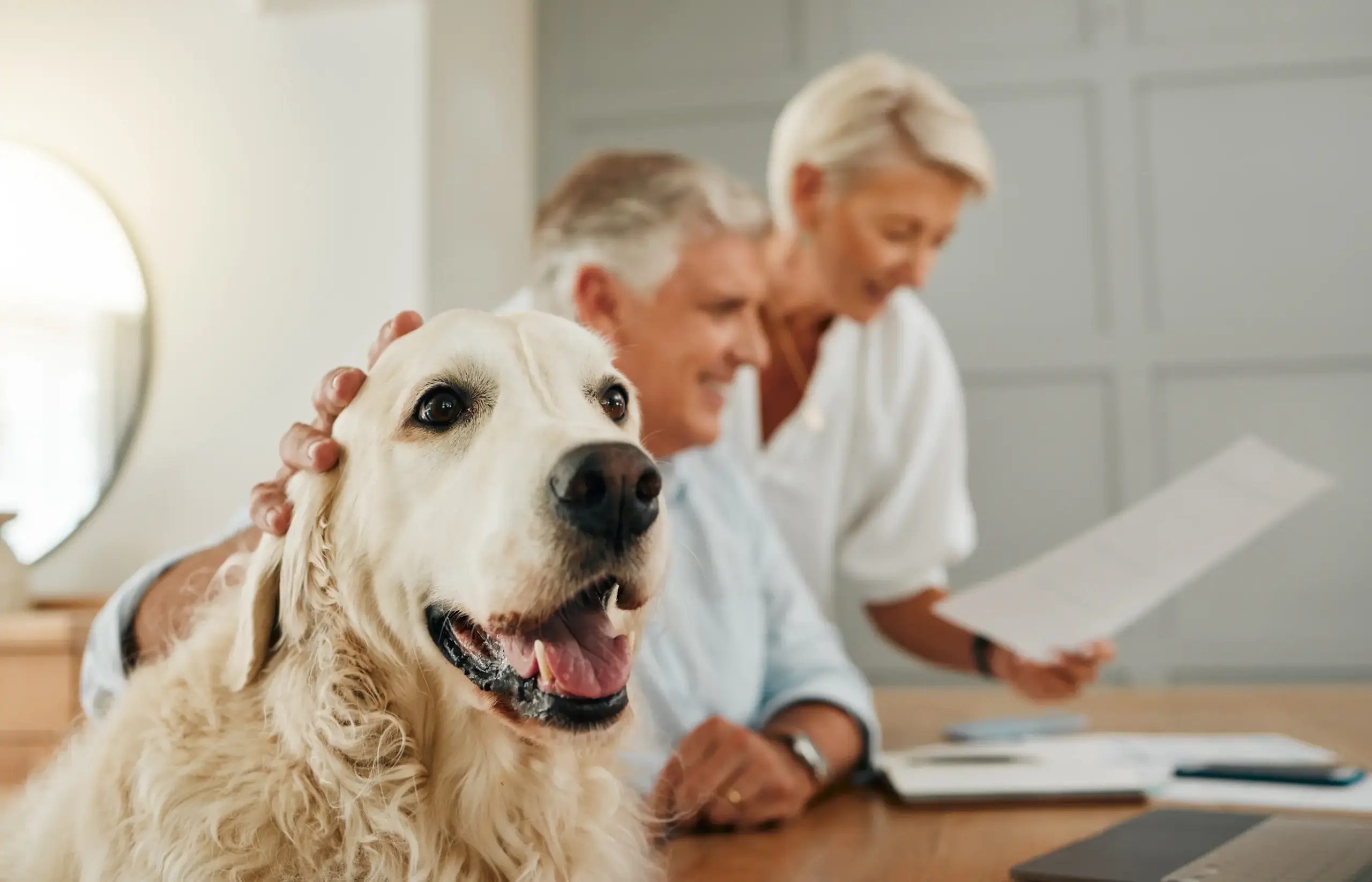 Ist eine Hundekrankenversicherung sinnvoll für deinen Hund?
