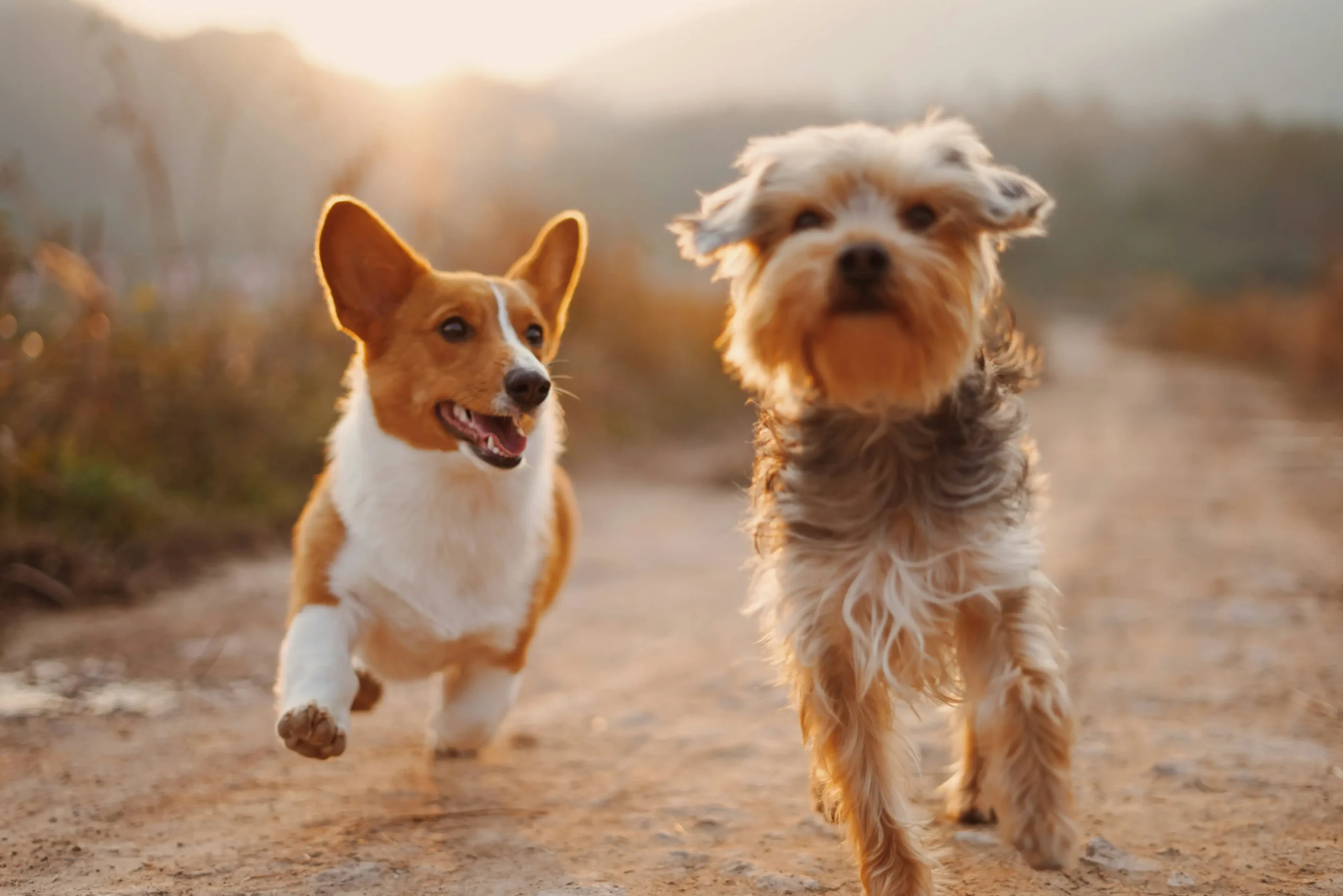 beste hundekrankenversicherung dogcare24