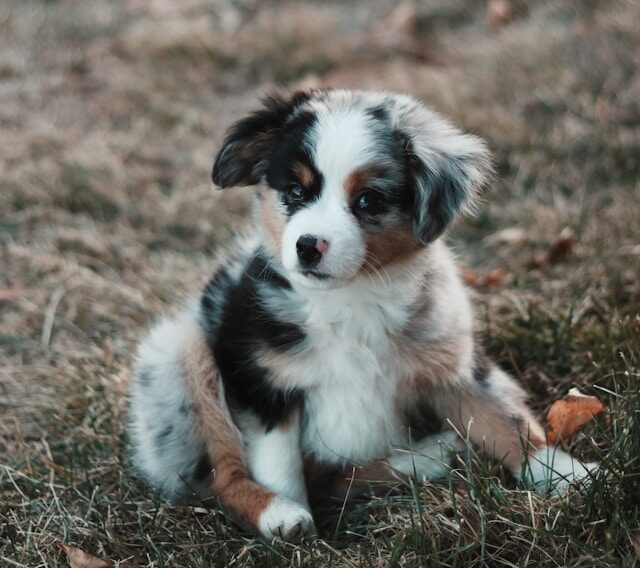 hund schlittenfahren