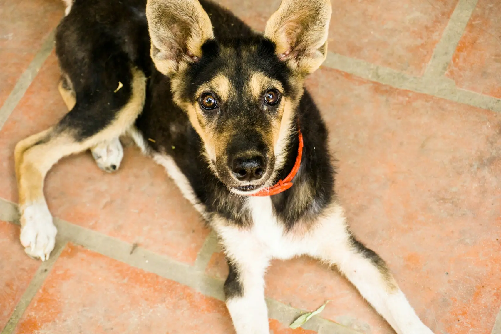 hund mit grauem Star