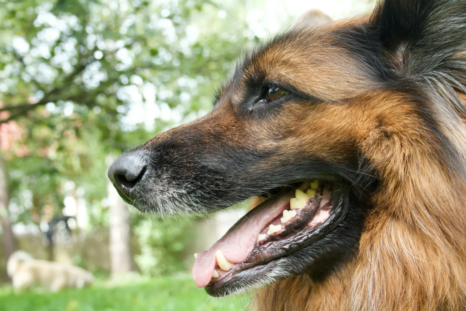 hund hat Zahnstein