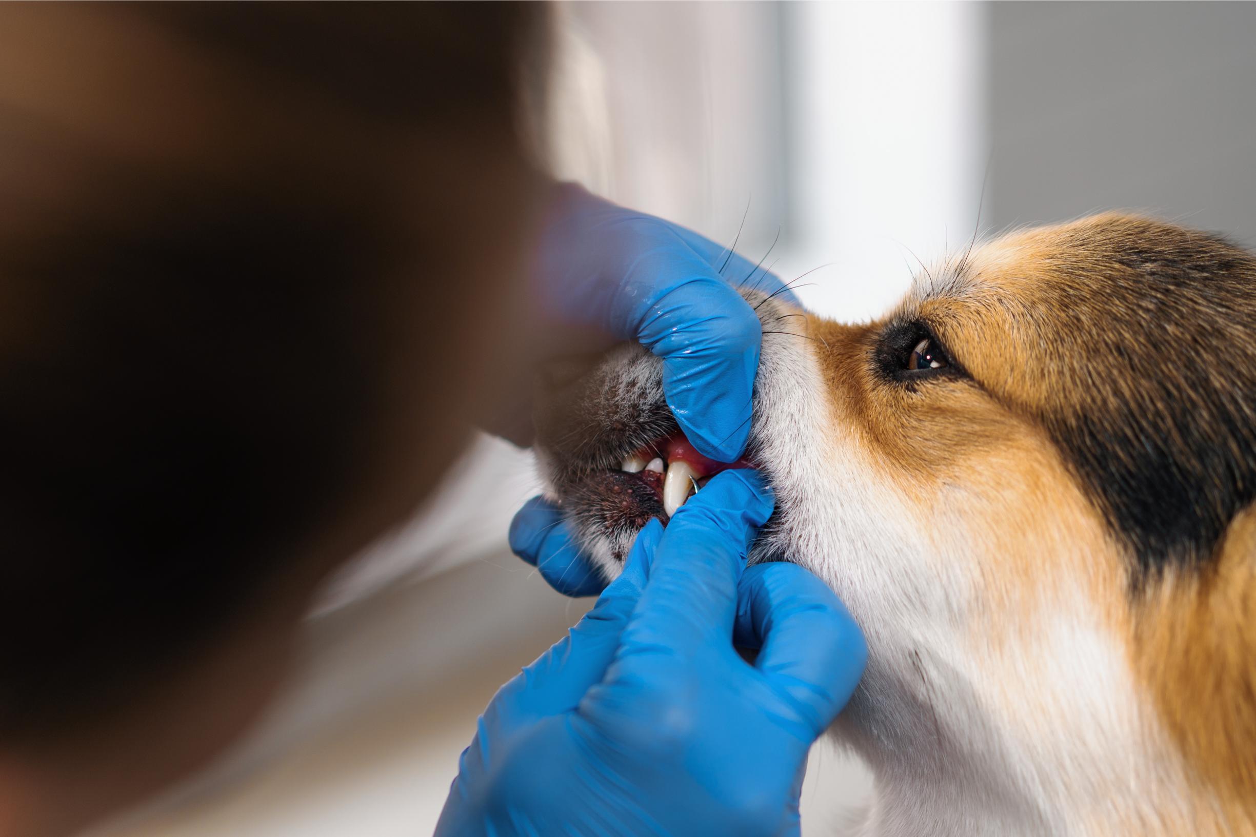 the groomer carries out the procedure for removing 2023 12 21 05 23 39 utc 1