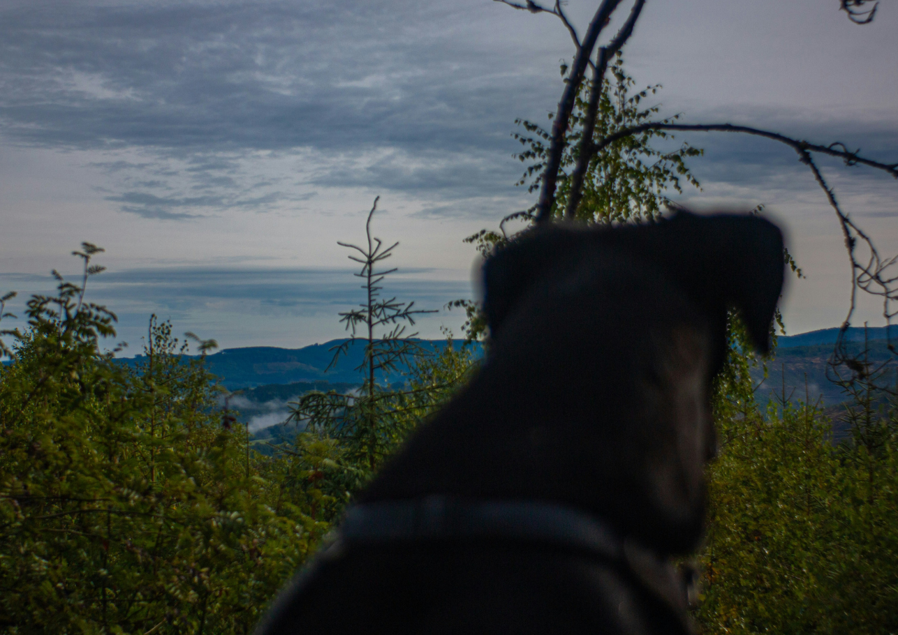 Bindehautentzündung beim Hund Header Image