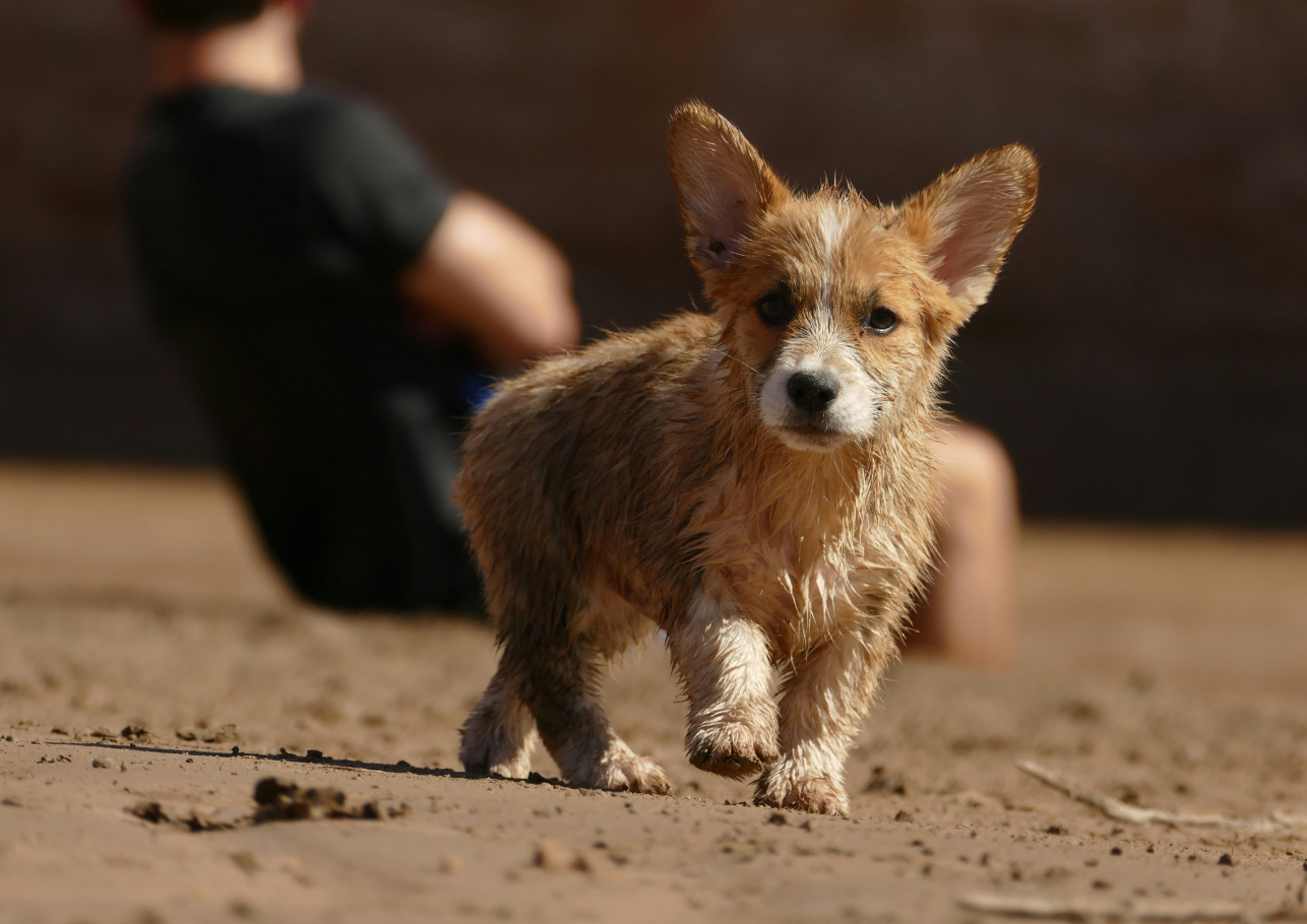 gesunde ohren nach ohrenentzündung beim hund