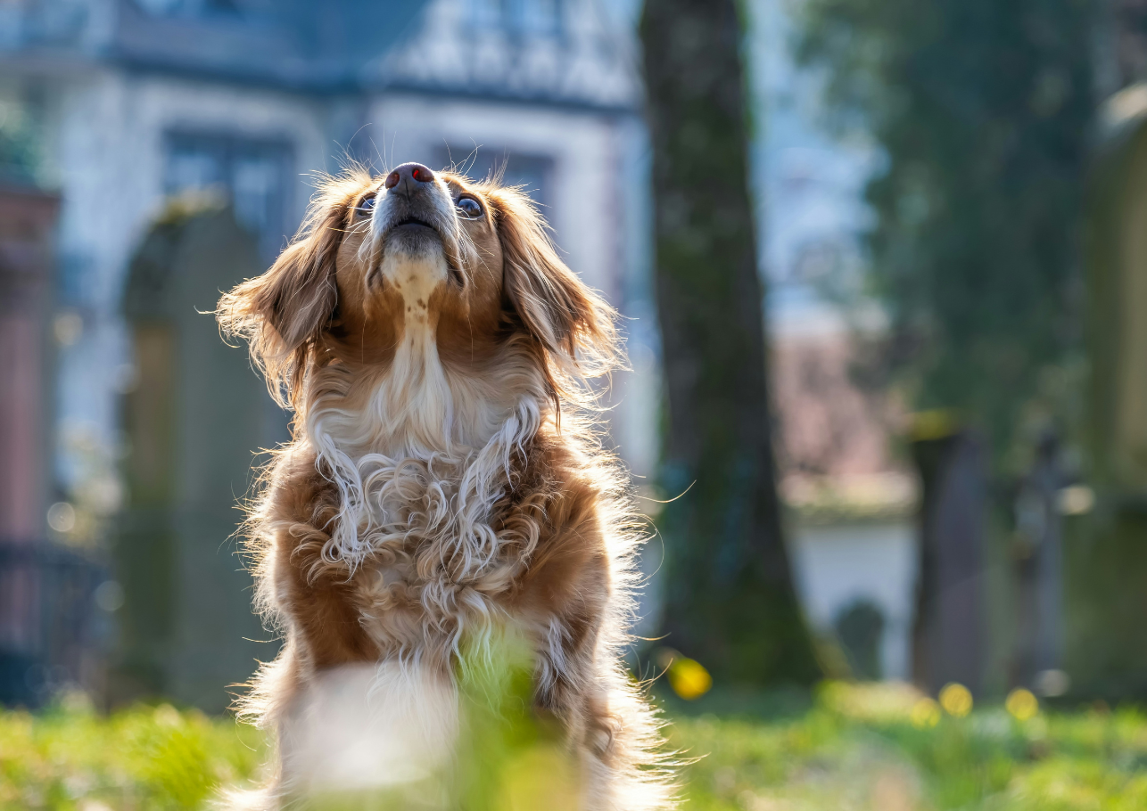 gesunder hund nach bindehautentzündung