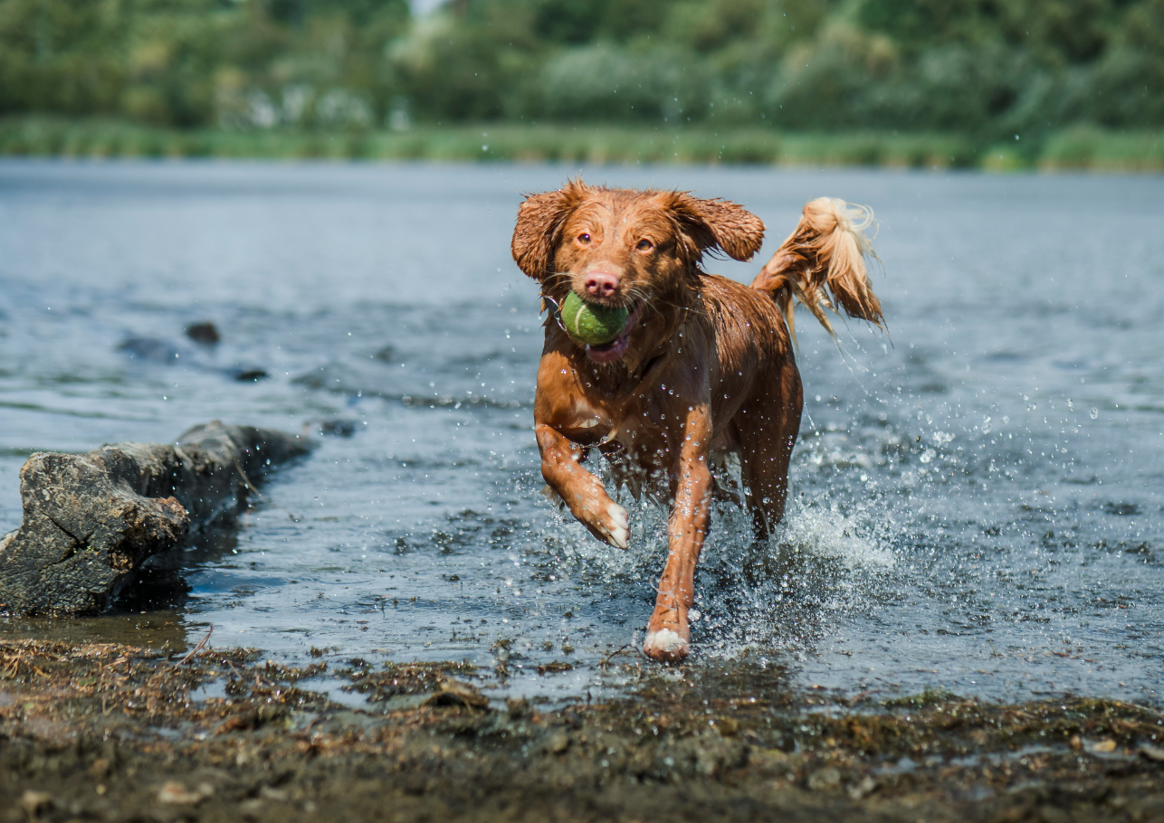 Mittelmeerkrankheit Hund dogcare24 content image