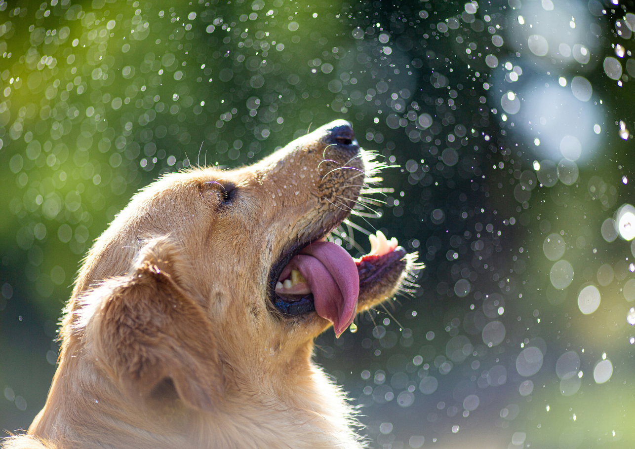 Mittelmeerkrankheit Hund - dogcare24-header-image