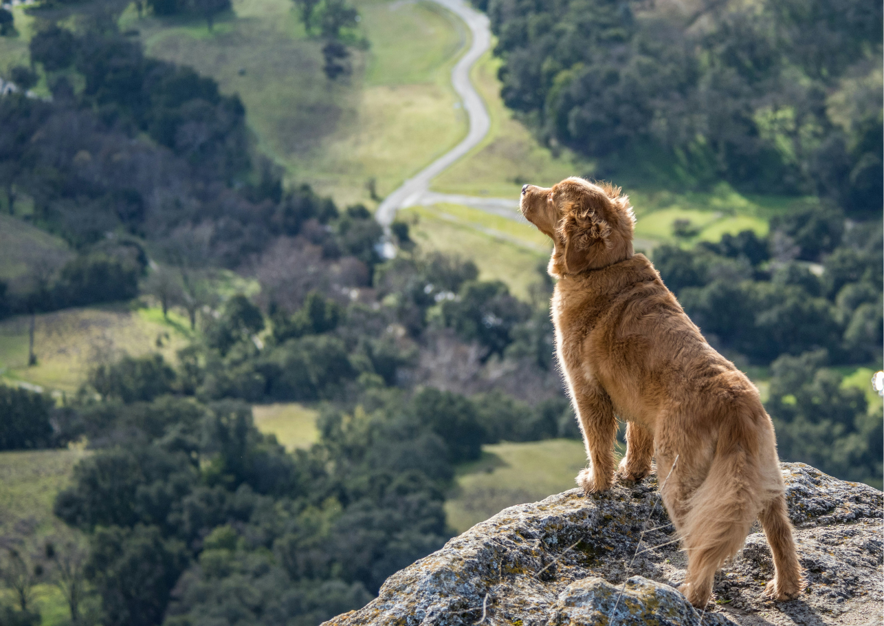 cherry eye hund-dogcare24-header-image