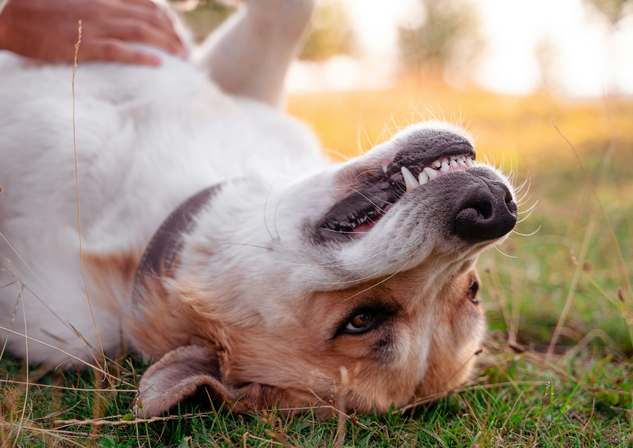 gebärmutterentzündung hund - dogcare24-header-image