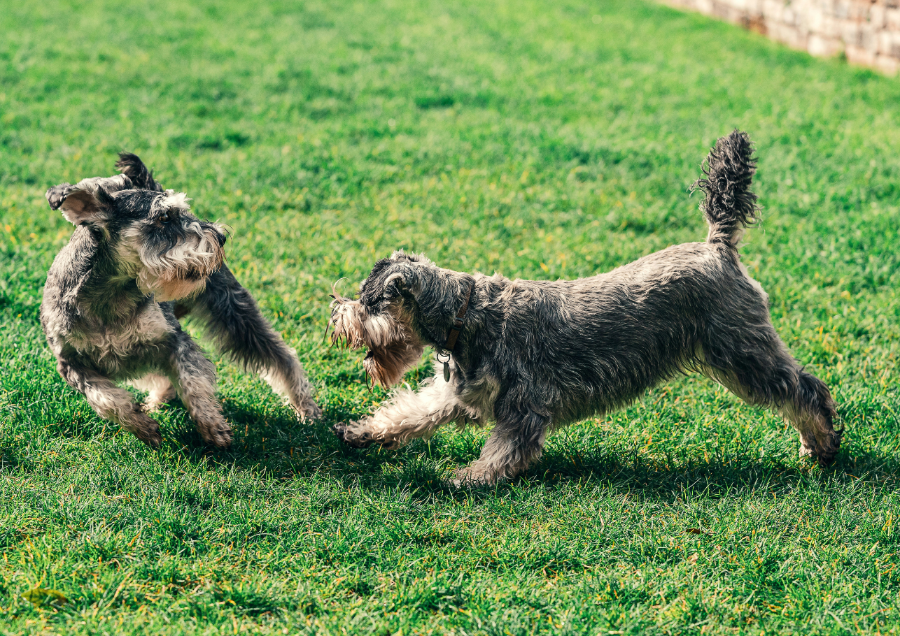 hundekrankenversicherung für 2 hunde - dogcare24-content-image