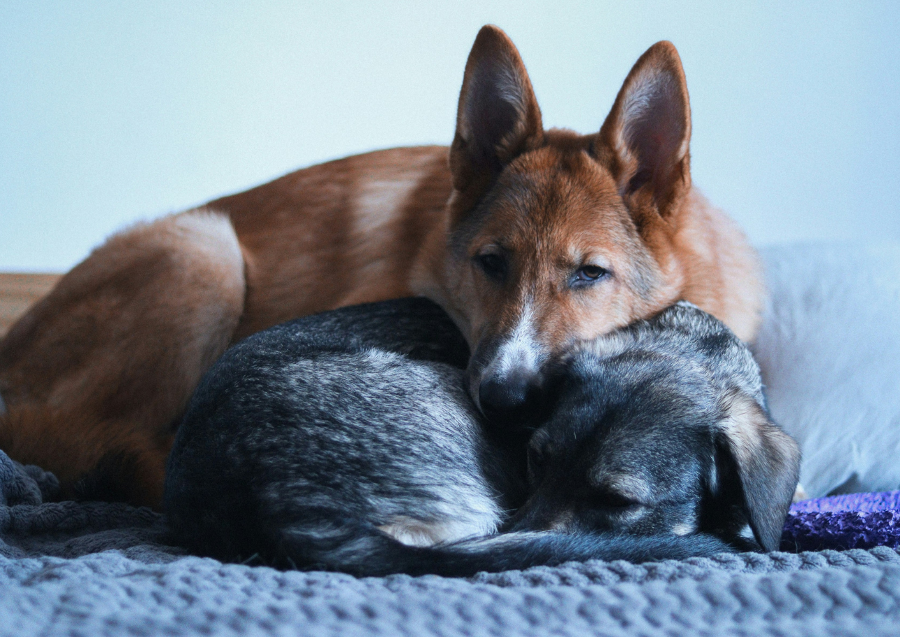 hundekrankenversicherung für 2 hunde - dogcare24-header-image